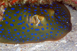 it is a blue spotted stingray related to the shark wich i... by Ronan Hochart 